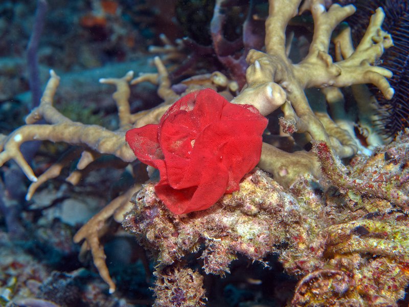 Nudibranch, Home Reef